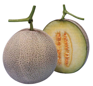 GREEN MELON JAPAN (CUTTING)