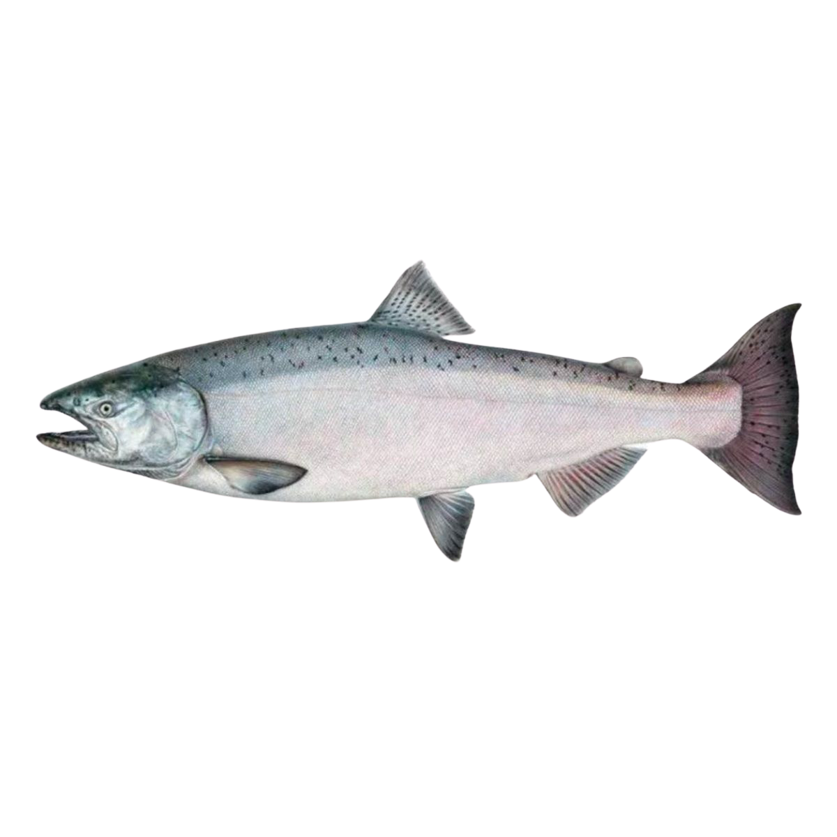Jg Norwegian Salmon Online Exclusive 6kg Villa Market